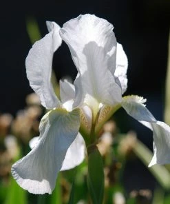 Roots Plants Perennials Iris 'Not Quite White' 3L Pot
