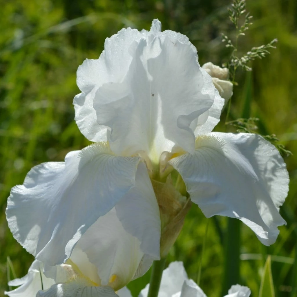 Roots Plants Perennials Iris 'Not Quite White' 3L Pot 4 Roots Plants Perennials Iris 'Not Quite White' 3L Pot