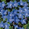 Roots Plants Lithodora 'Grace Ward' 2L Pot Perennials 2 Roots Plants Lithodora 'Grace Ward' 2L Pot Perennials