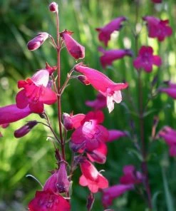 Roots Plants Penstemon 'Garnet' 2L Pot
