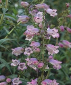 Roots Plants Penstemon 'Sour Grapes' Perennials 7 Roots Plants Penstemon 'Sour Grapes' Perennials