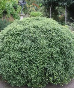 Roots Plants Perennials Pittosporum 'Silver Ball' 3L Pot