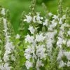 Roots Plants Perennials Salvia 'Lyrical White' 3L Pot