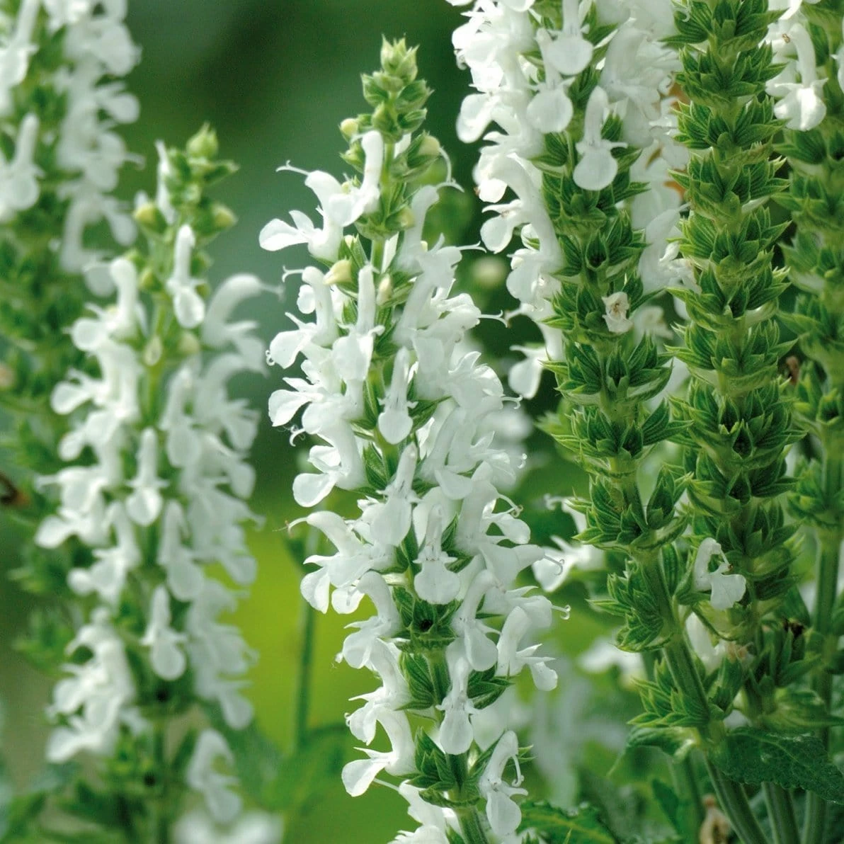 Roots Plants Perennials Salvia 'Lyrical White' 3L Pot 4 Roots Plants Perennials Salvia 'Lyrical White' 3L Pot