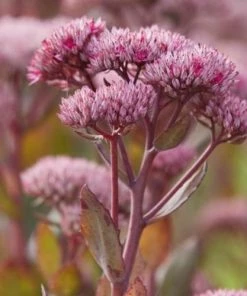 Roots Plants Perennials Sedum'Mr Goodbud' 3L Pot