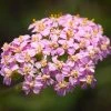 Roots Plants Perennials Achillea 'Milly Rock Pink' | 3L Pot 2 Roots Plants Perennials Achillea 'Milly Rock Pink' | 3L Pot
