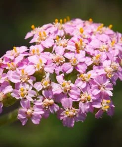 Roots Plants Perennials Achillea'Milly Rock Pink' | 3L Pot