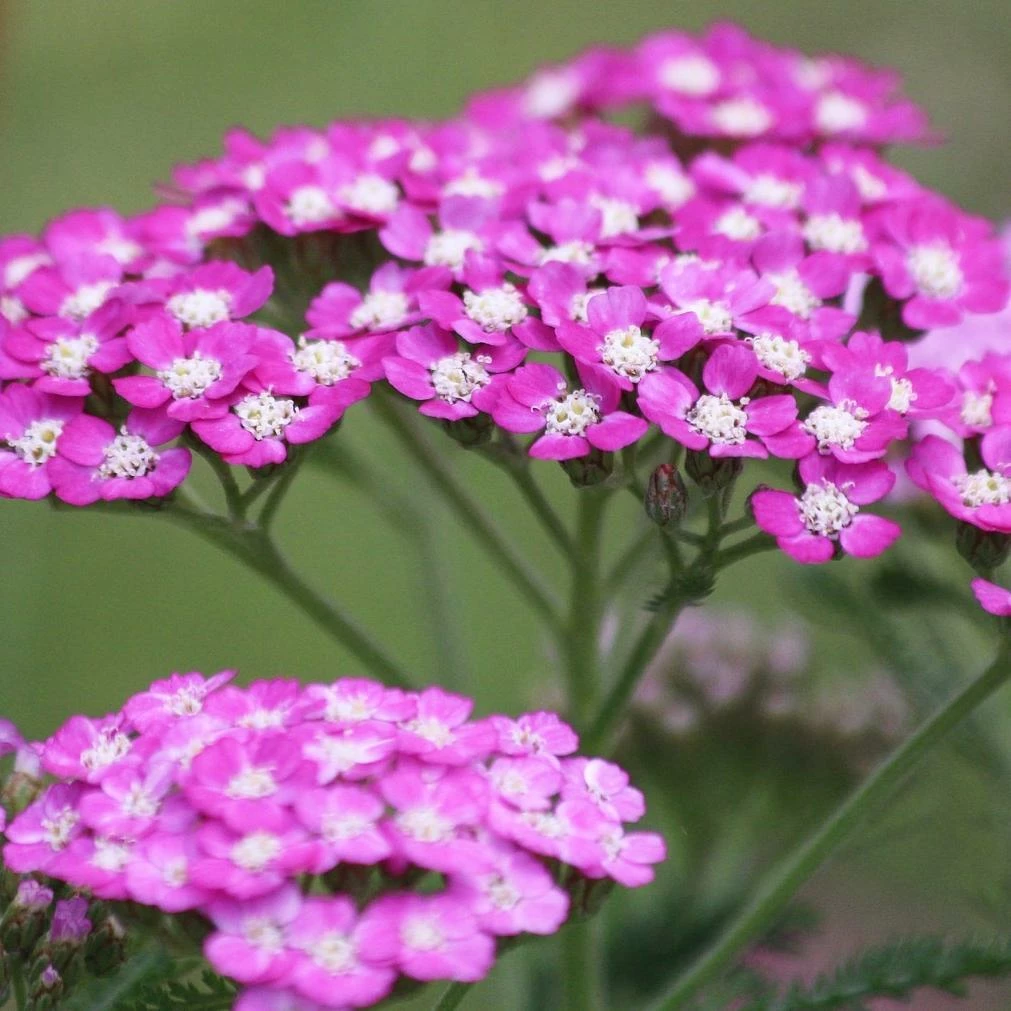 Roots Plants Achillea 'Milly Rock Rose' | 3L Pot 5 Roots Plants Achillea 'Milly Rock Rose' | 3L Pot