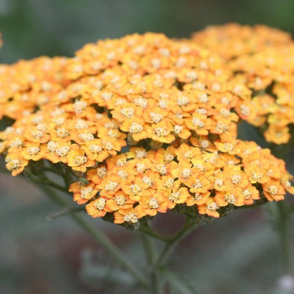 Roots Plants Achillea 'Milly Rock Yellow Terracotta' | 3L Pot Perennials 3 Roots Plants Achillea 'Milly Rock Yellow Terracotta' | 3L Pot Perennials