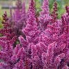 Roots Plants Astilbe 'Purple Rain' | 3L Pot Perennials