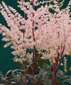 Roots Plants Astilbe 'Spotlight' | 3L Pot