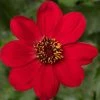 Roots Plants Dahlias Dahlia 'Dahlegria Red' | 3L Pot