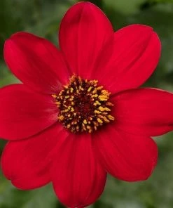 Roots Plants Dahlias Dahlia 'Dahlegria Red' | 3L Pot