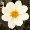 Roots Plants Dahlia 'Dahlegria White' | 3L Pot 2 Roots Plants Dahlia 'Dahlegria White' | 3L Pot