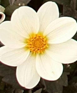 Roots Plants Dahlia 'Dahlegria White' | 3L Pot