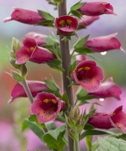 Roots Plants Foxglove 'Foxlight Plum Gold' | Digitalis | 3L Pot Perennials