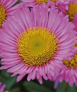 Roots Plants Erigeron 'Sea Breeze' | 3L Pot Perennials