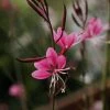 Roots Plants Gaura 'Gaudi Rose' | 3L Pot 2 Roots Plants Gaura 'Gaudi Rose' | 3L Pot