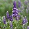 Roots Plants Perennials Lavender 'Blue Spear' 1 Roots Plants Perennials Lavender 'Blue Spear'