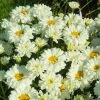 Roots Plants Leucanthemum 'Victorian Secret' | Daisy | 3L Pot
