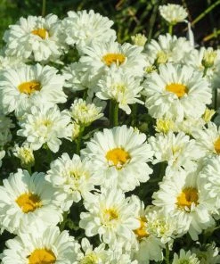 Roots Plants Leucanthemum 'Victorian Secret' | Daisy | 3L Pot