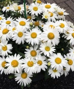 Roots Plants Perennials Leucanthemum 'Western Star Taurus' | Daisy | 3L Pot