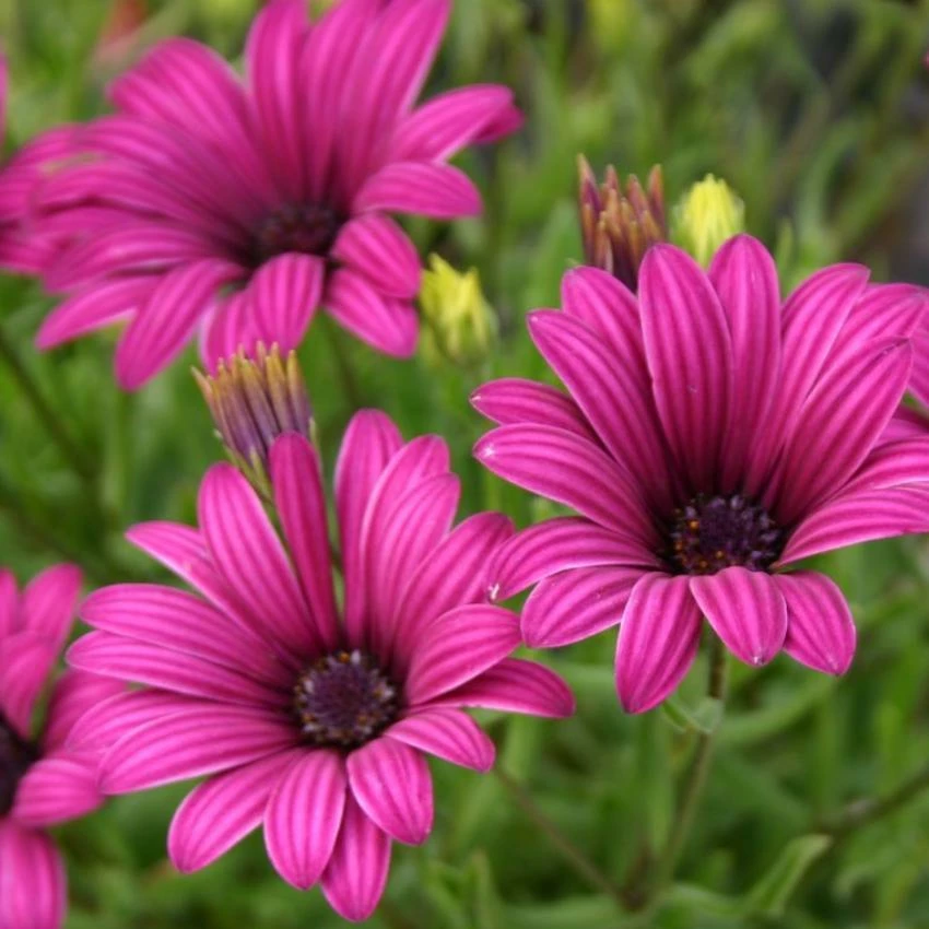 Roots Plants Osteospermum 'Tresco Purple' | 3L Pot 4 Roots Plants Osteospermum 'Tresco Purple' | 3L Pot
