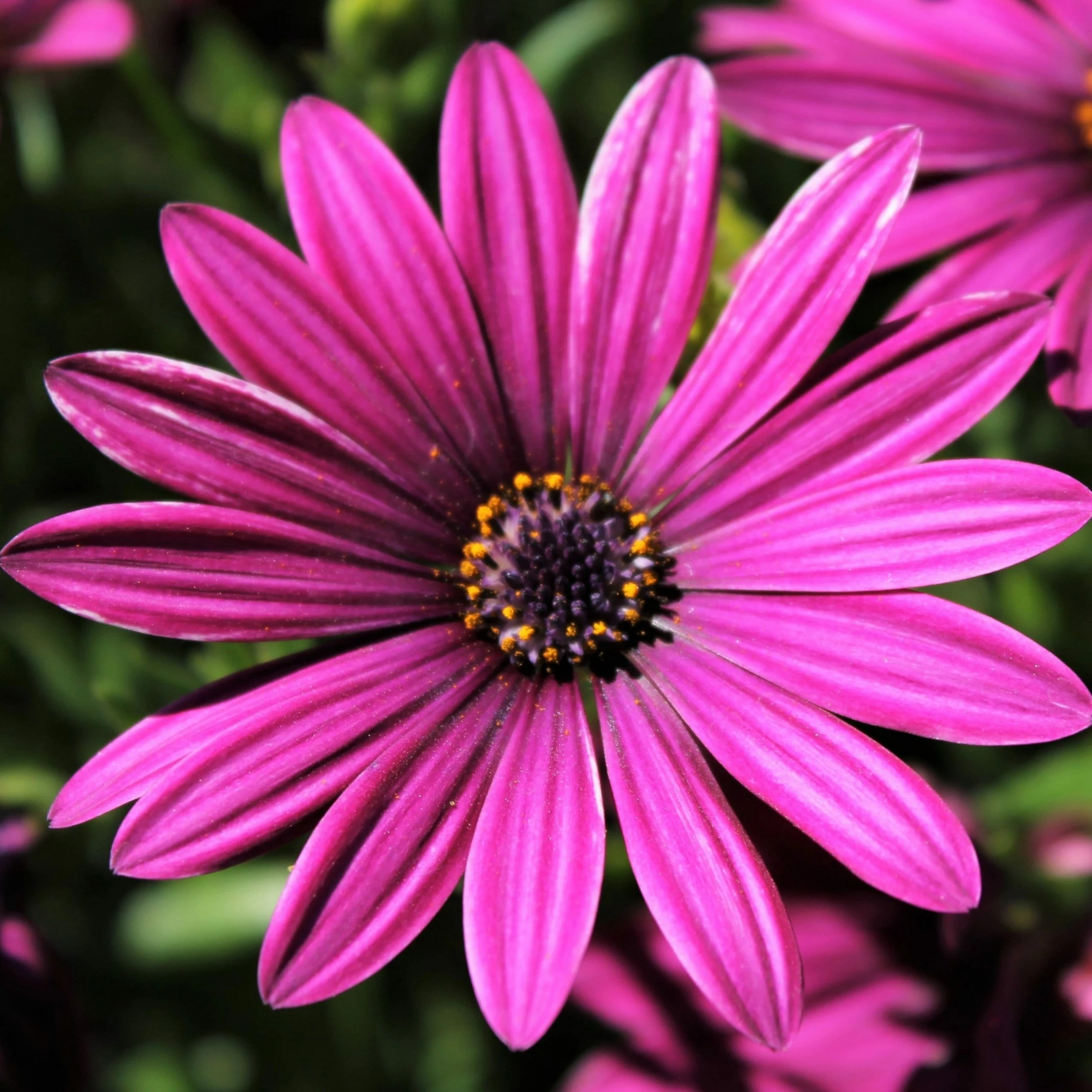 Roots Plants Osteospermum 'Tresco Purple' | 3L Pot 3 Roots Plants Osteospermum 'Tresco Purple' | 3L Pot