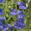 Roots Plants Perennials Penstemon 'Electric Blue' | 2L Pot 1 Roots Plants Perennials Penstemon 'Electric Blue' | 2L Pot