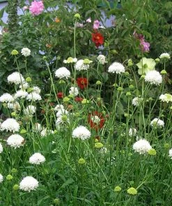 Roots Plants Scabiosa 'Flutter Pure White' | 3L Pot