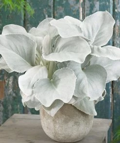 Roots Plants Senecio 'Angel Wings'