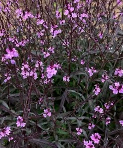 Roots Plants Verbena 'Bampton' | 3L Pot Verbenas