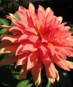 Roots Plants Dahlia 'Autumn Fairy' | 3L Pot Dahlias