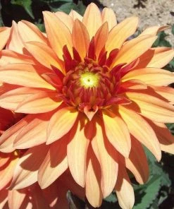 Roots Plants Dahlia 'Autumn Fairy' | 3L Pot Dahlias