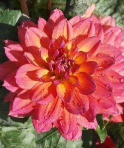 Roots Plants Dahlia 'Firepot' | 3L Pot Dahlias