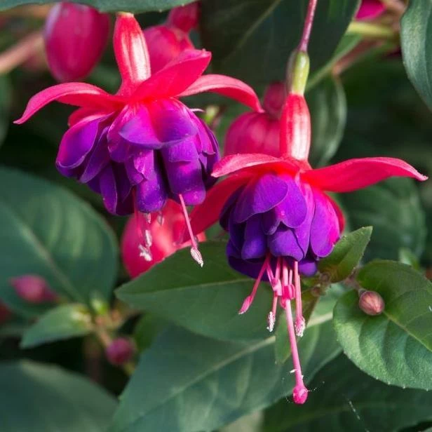 Roots Plants Hardy Fuchsia 'Dollar Princess' | 3L Pot 3 Roots Plants Hardy Fuchsia 'Dollar Princess' | 3L Pot