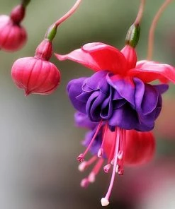 Roots Plants Hardy Fuchsia 'Dollar Princess' | 3L Pot 7 Roots Plants Hardy Fuchsia 'Dollar Princess' | 3L Pot