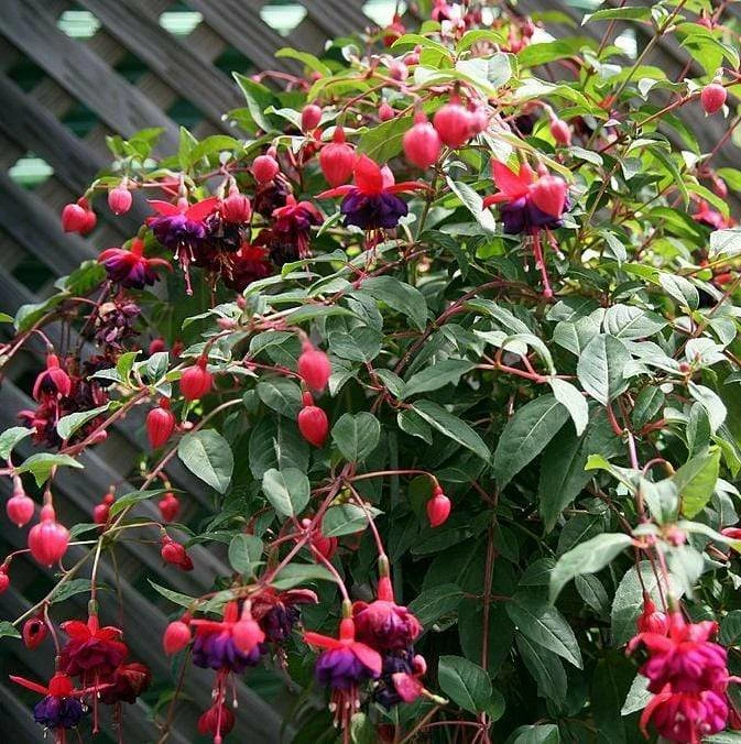 Roots Plants Hardy Fuchsia 'Dollar Princess' | 3L Pot 4 Roots Plants Hardy Fuchsia 'Dollar Princess' | 3L Pot