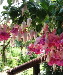 Roots Plants Hardy Fuchsia 'Garden News' | 3L Pot