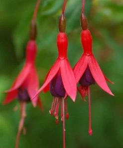 Roots Plants Hardy Fuchsia 'Tom Thumb' | 3L Pot Fuchsias