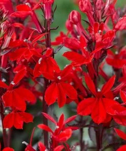 Roots Plants Lobelia 'Starship Scarlet'