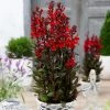 Roots Plants Lobelia 'Starship Scarlet'