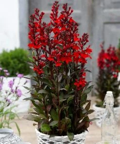 Roots Plants Lobelia 'Starship Scarlet'