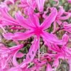 Roots Plants Guernsey Lily | Nerine Bowdenii | 3L Pot 1 Roots Plants Guernsey Lily | Nerine Bowdenii | 3L Pot