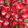 Roots Plants Perennials Penstemon 'Phoenix Red' | 3L Pot 2 Roots Plants Perennials Penstemon 'Phoenix Red' | 3L Pot