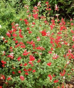 Roots Plants Salvia 'Hot Lips'