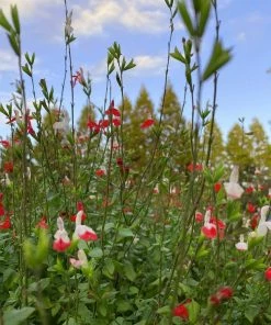 Roots Plants Salvia 'Hot Lips'