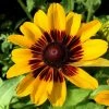 Roots Plants Rudbeckia Sunbeckia Alicia | 5L Pot 2 Roots Plants Rudbeckia Sunbeckia Alicia | 5L Pot