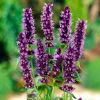 Roots Plants Perennials Agastache 'Little Adder'