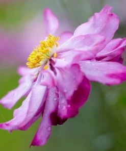 Roots Plants Anemone 'Lady Julia' Perennials 7 Roots Plants Anemone 'Lady Julia' Perennials
